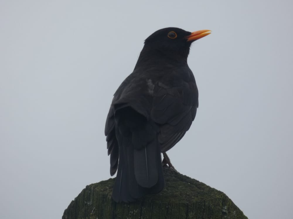 Blackbird post image