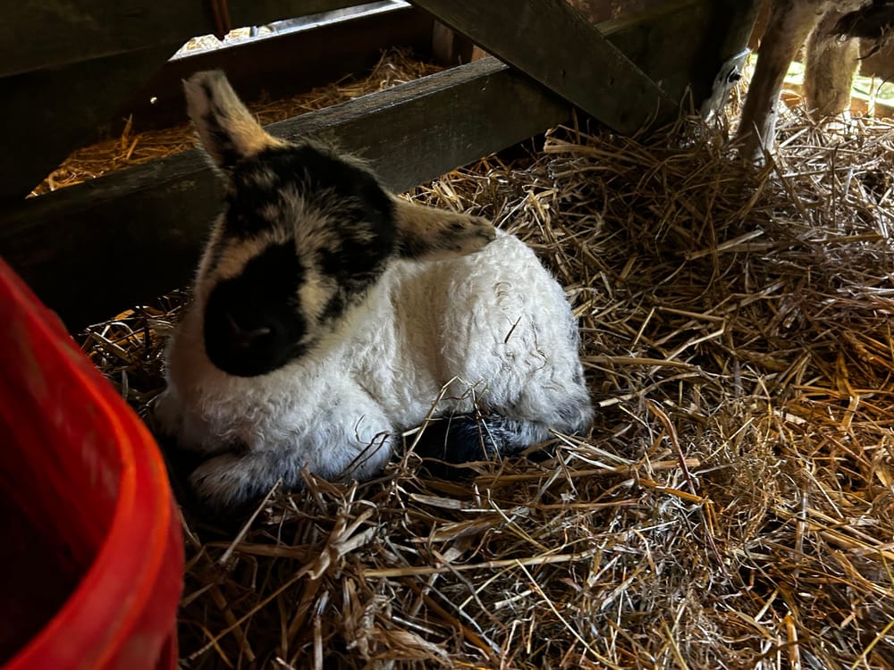 Herdwick Lambs post image