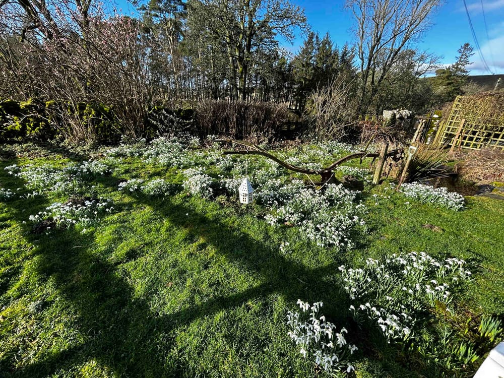 Snowdrops post image