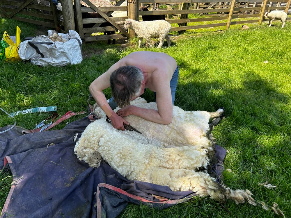 Shearing post image