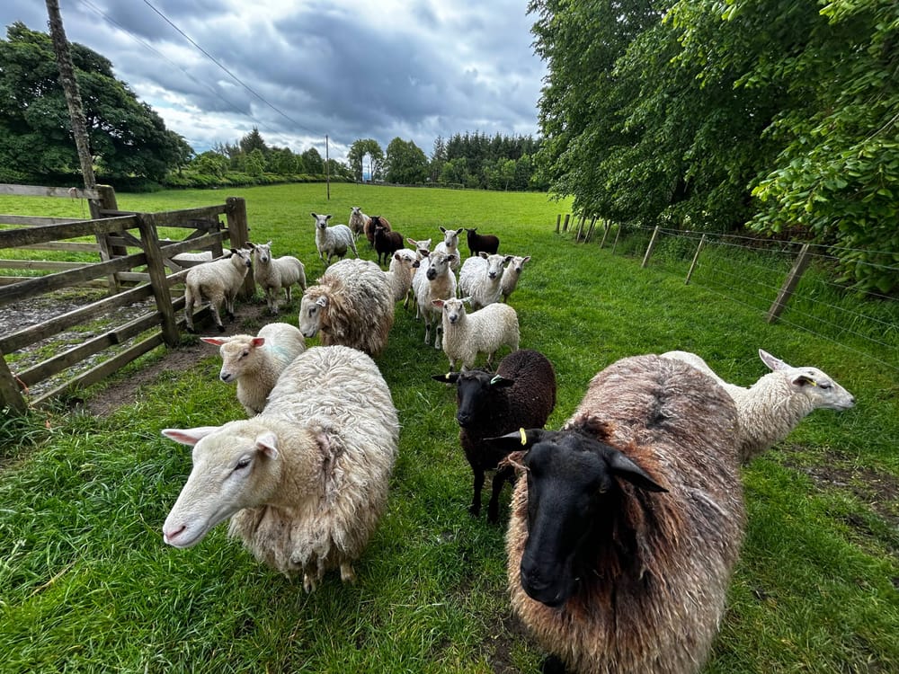 Sheep post image