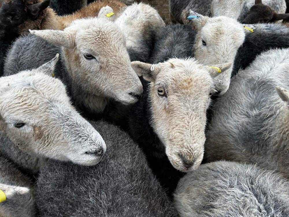 Herdwick post image