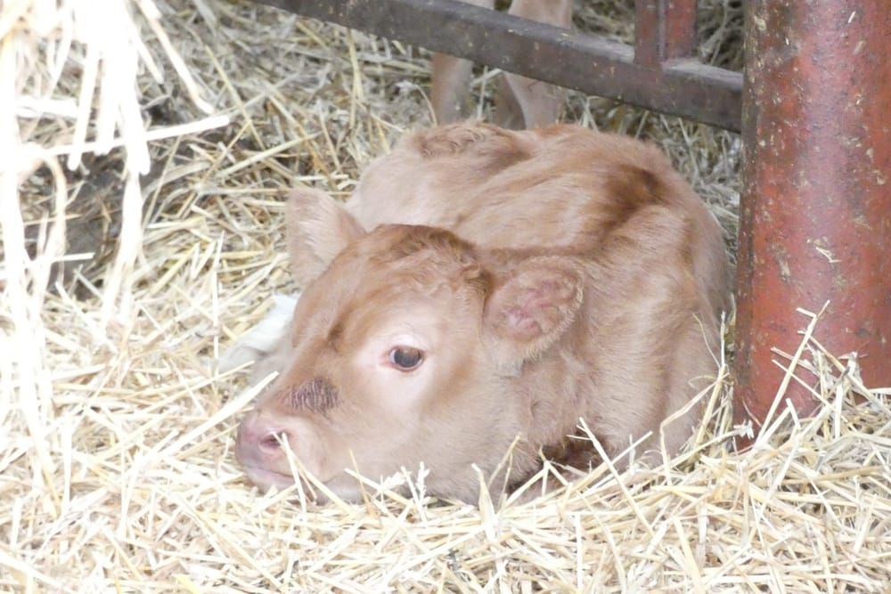 Calves post image