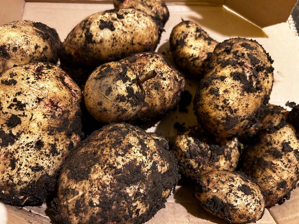 Potatoes post image