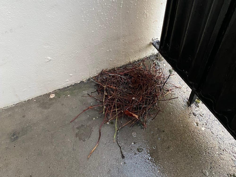 Nest post image