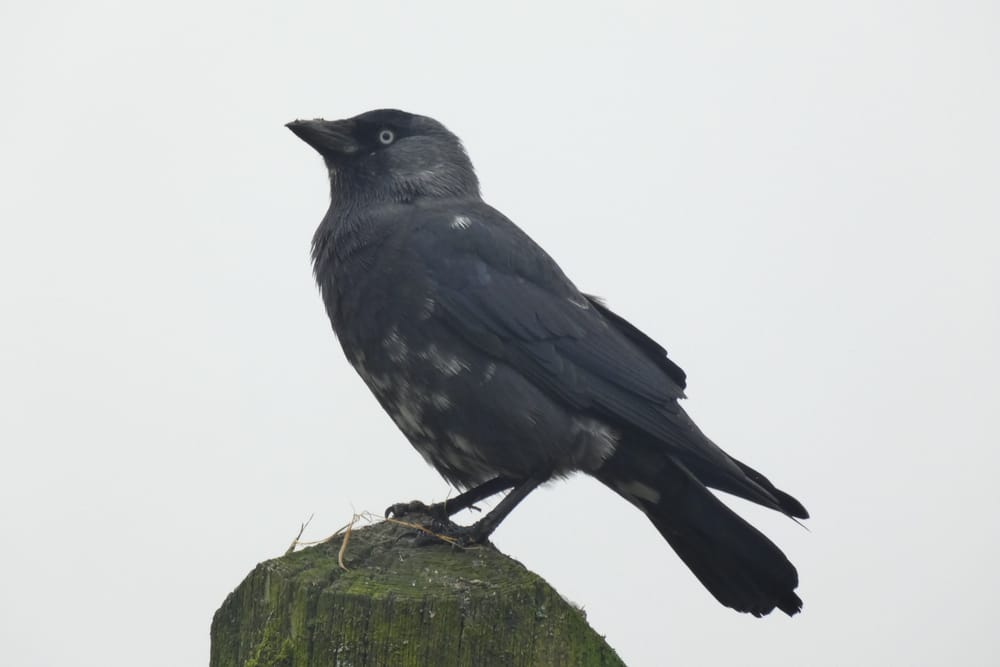 Jackdaw post image