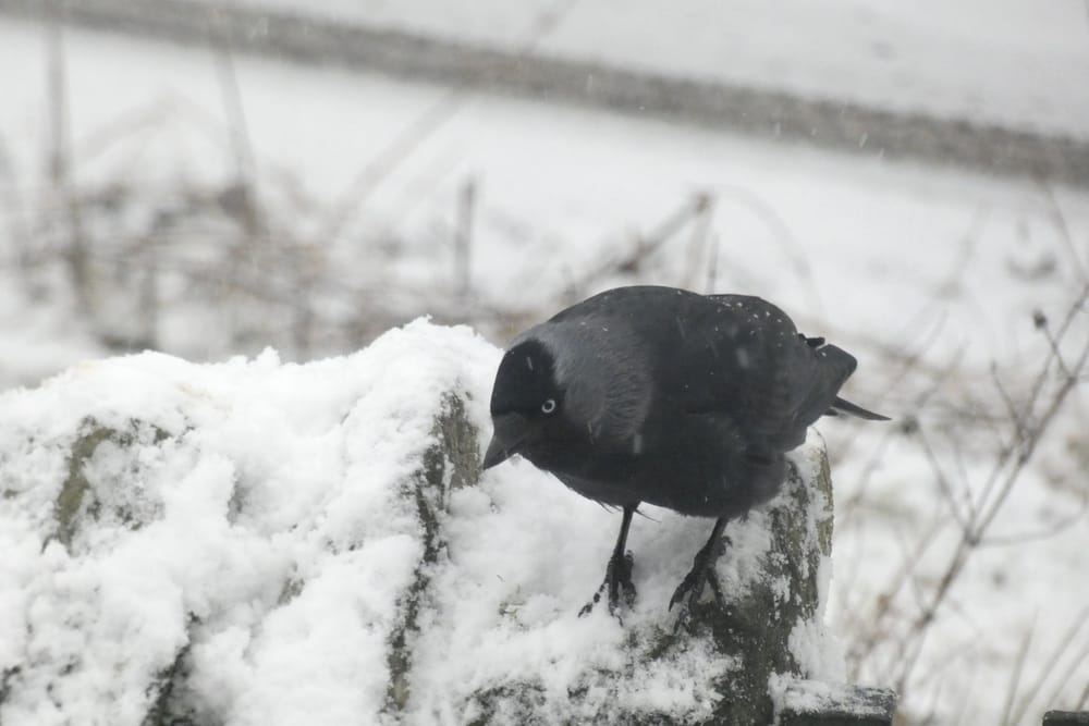 Jackdaws post image