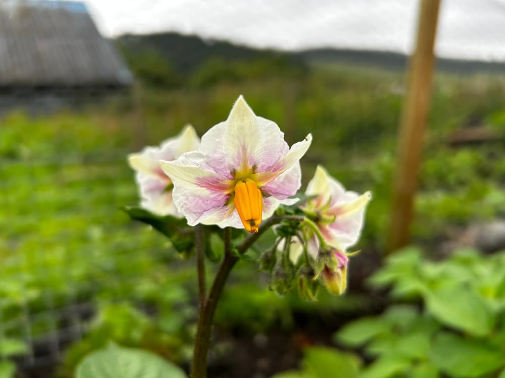 Kitchen Garden post image