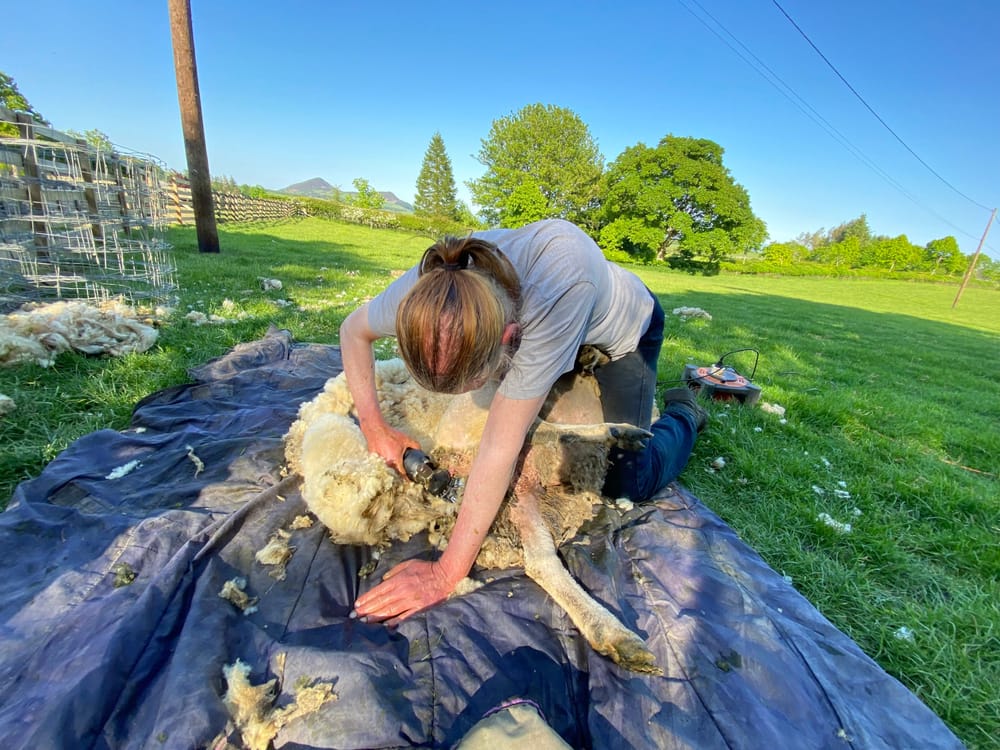 Shearing post image