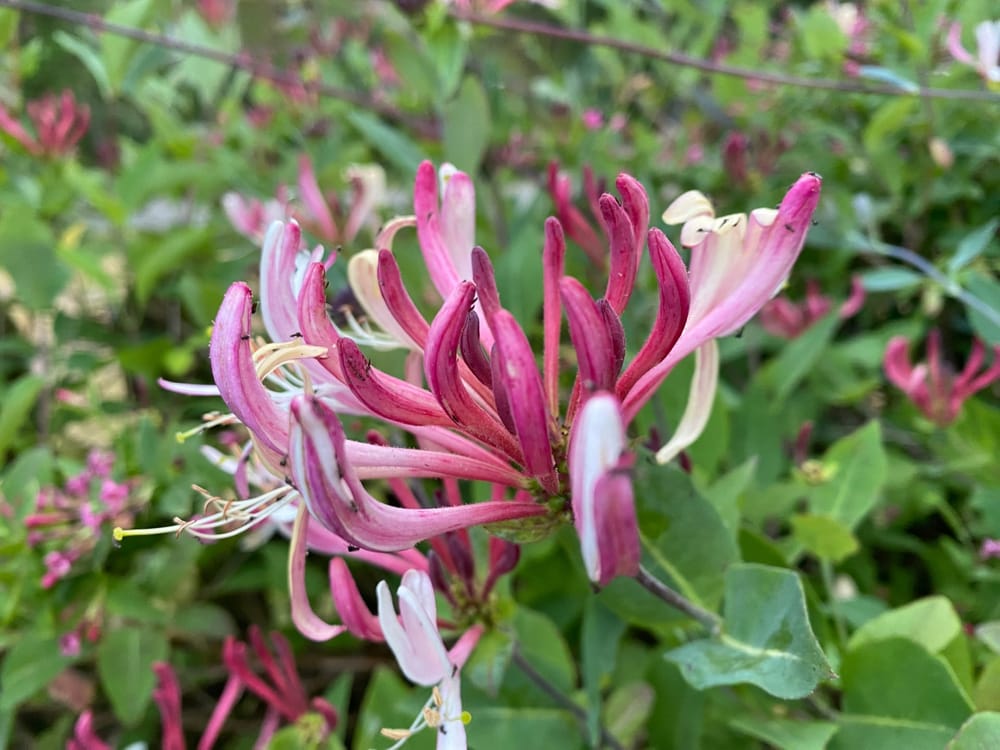 Honeysuckle post image