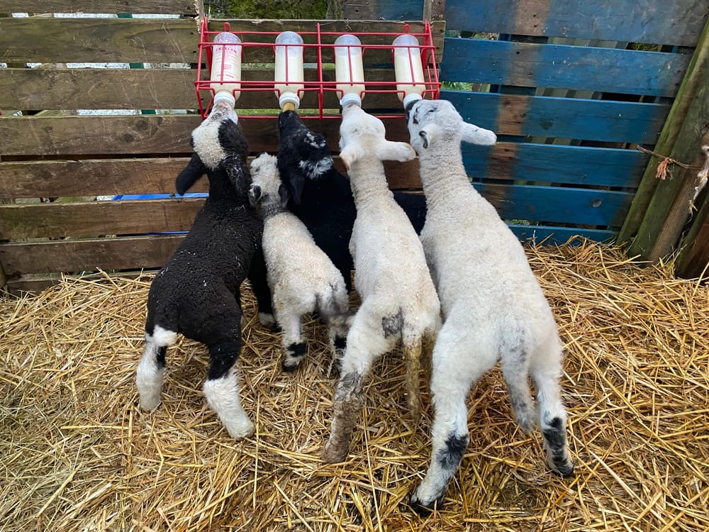 Lambing post image