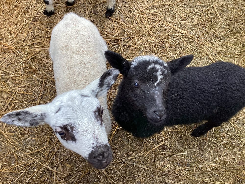 Lambing post image