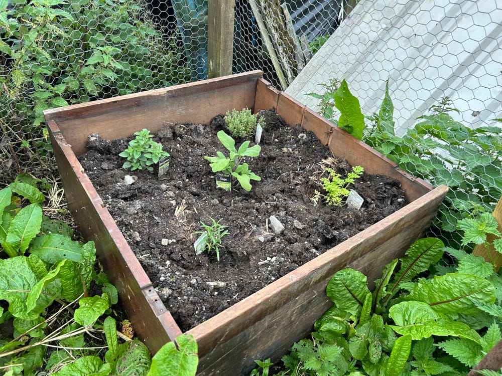 Herb garden post image