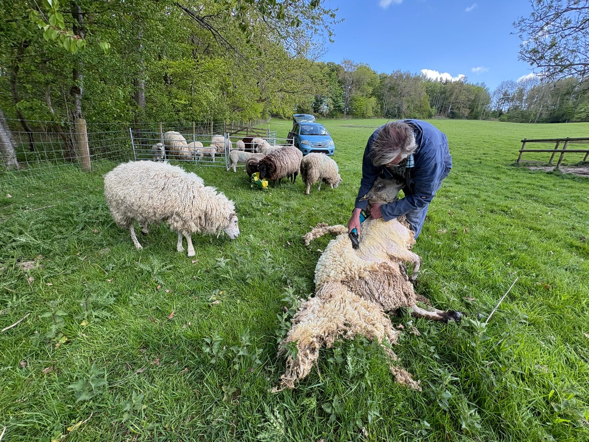 Shearing