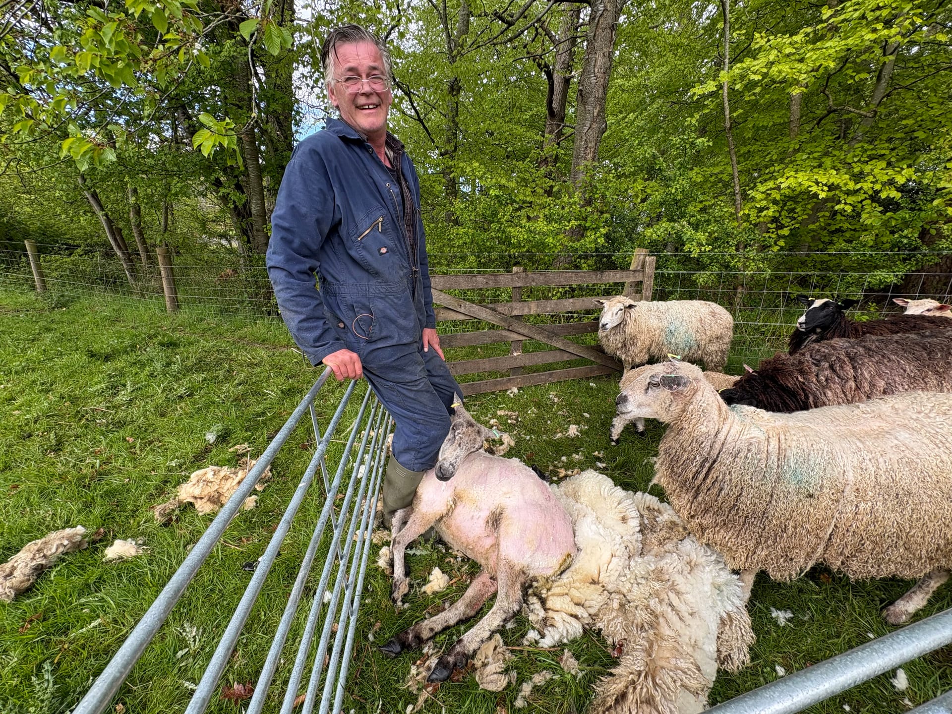 Shearing in the rain