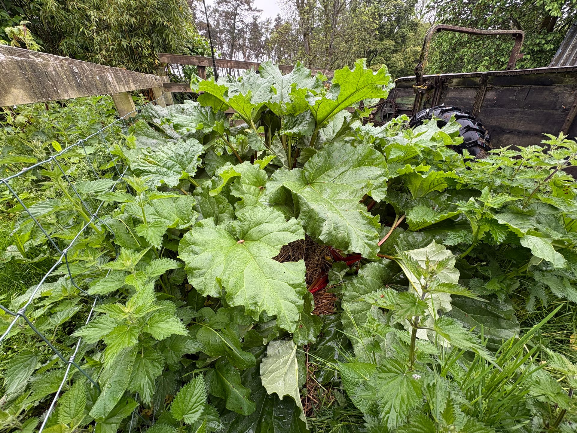 The Woodburn Rhubarb Patch: Crumble, Chutney, and Neighborly Gifts