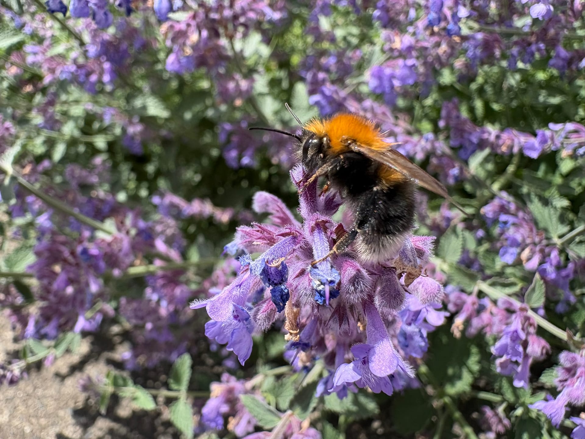 The Gilded Tenants of the Desk: A Bitter-Sweet Summer with Common Carder Bees