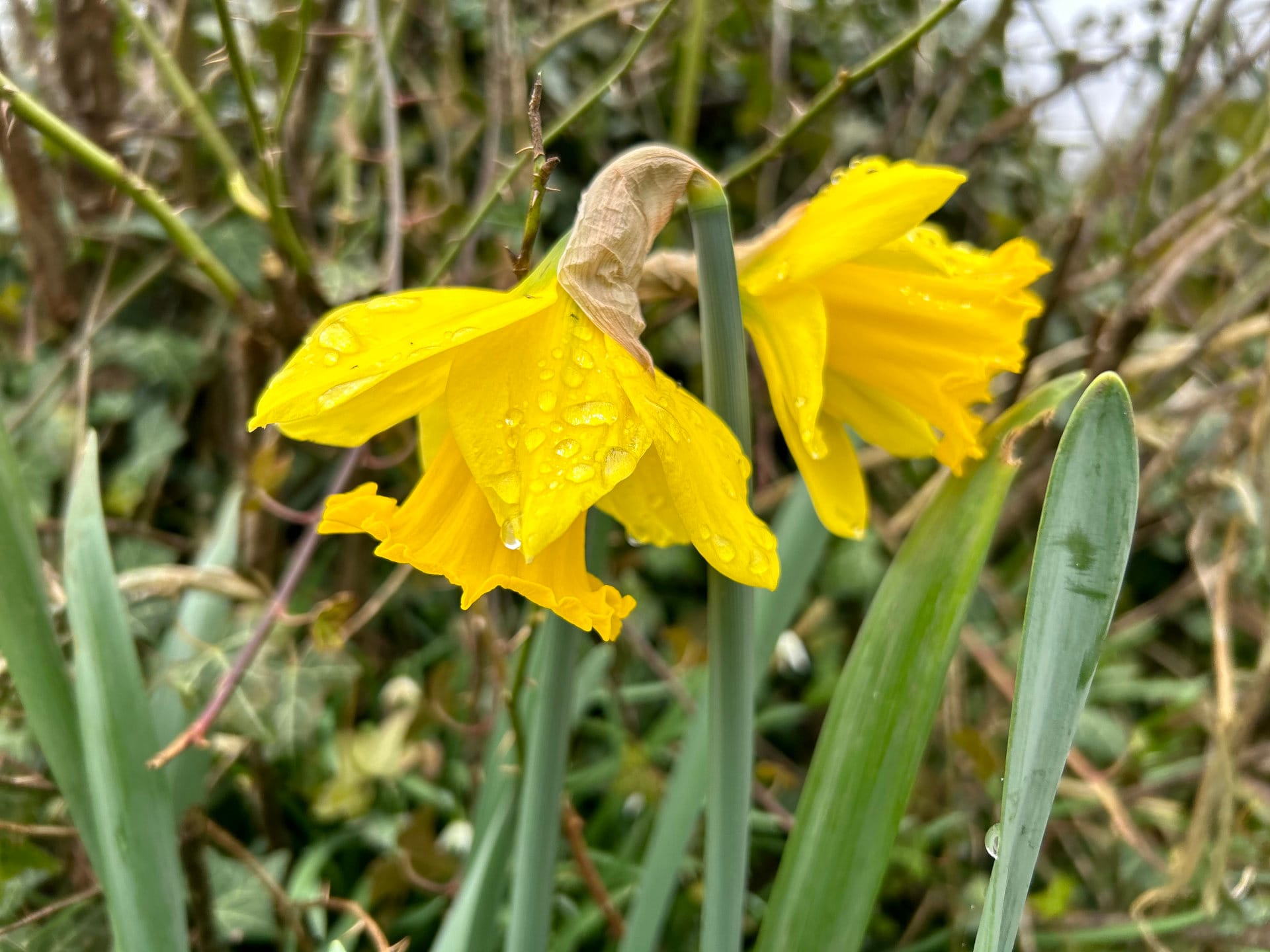 Daffodils