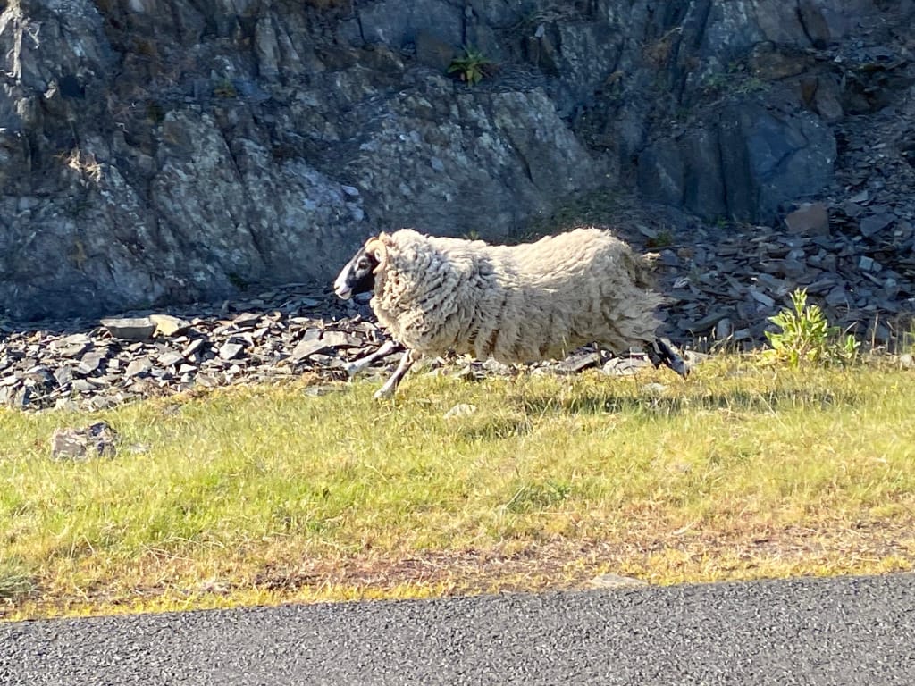 Flying Sheep