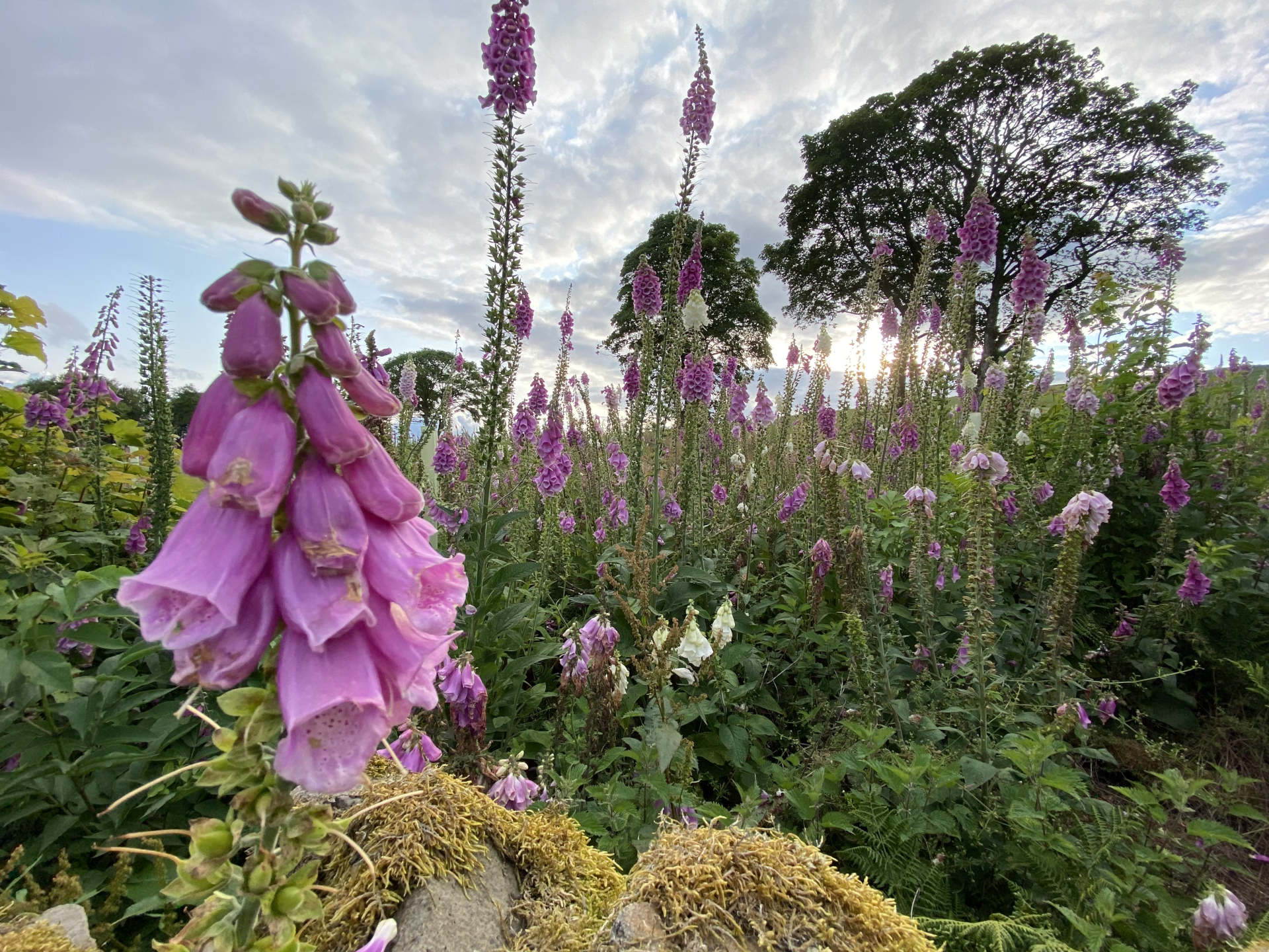 Foxgloves