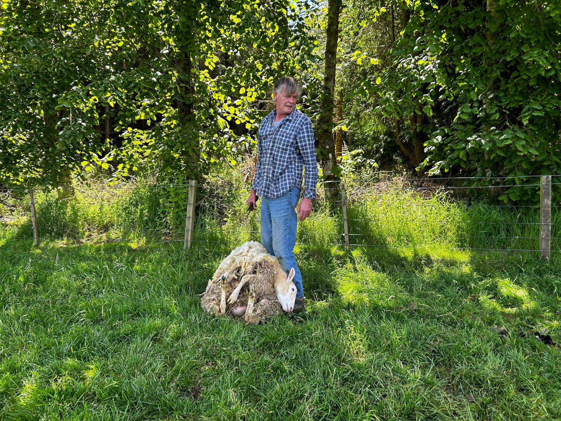 Shearing