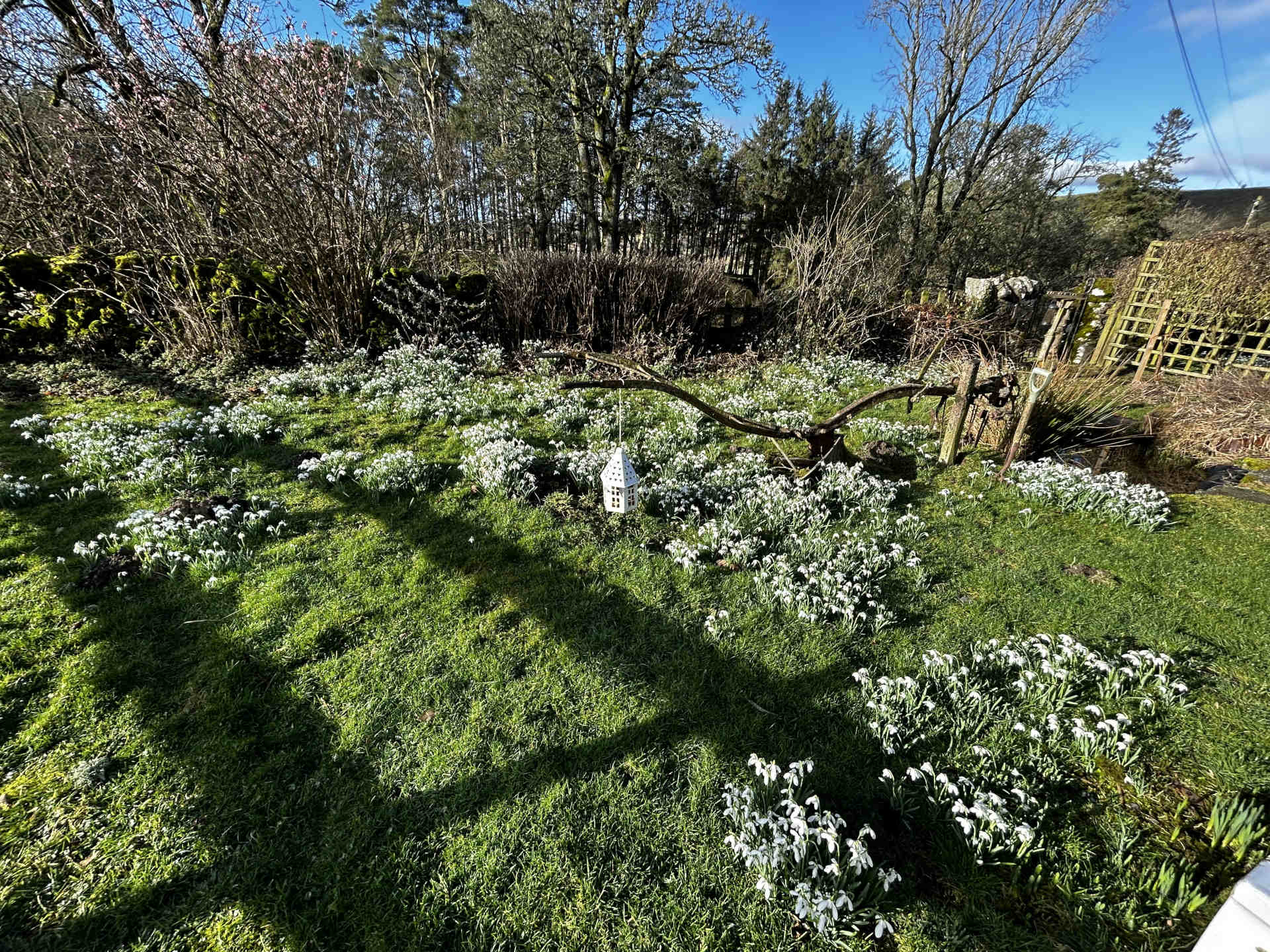 Snowdrops