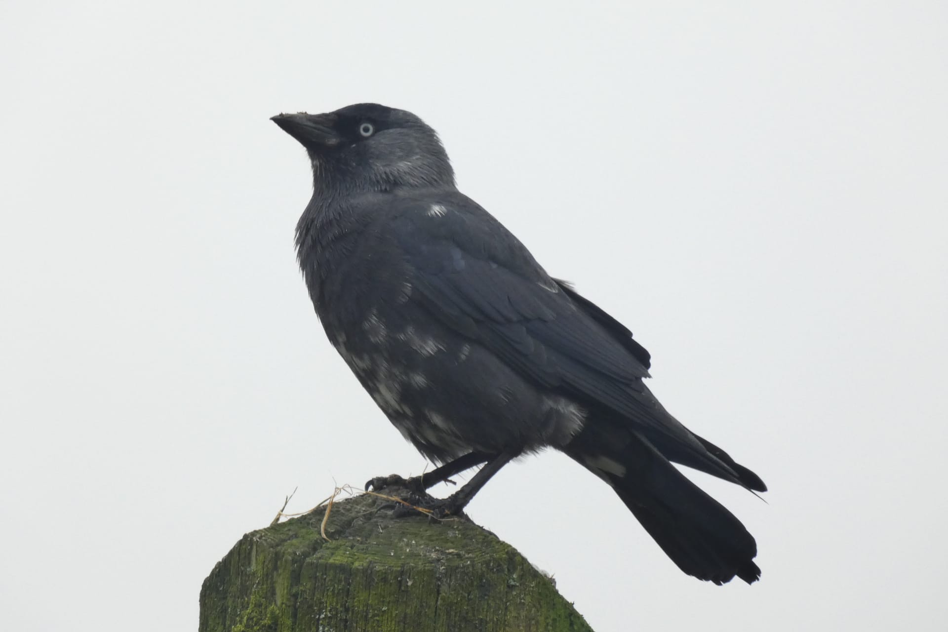 Jackdaw