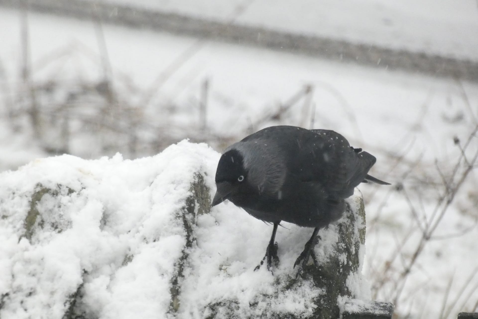 Jackdaws