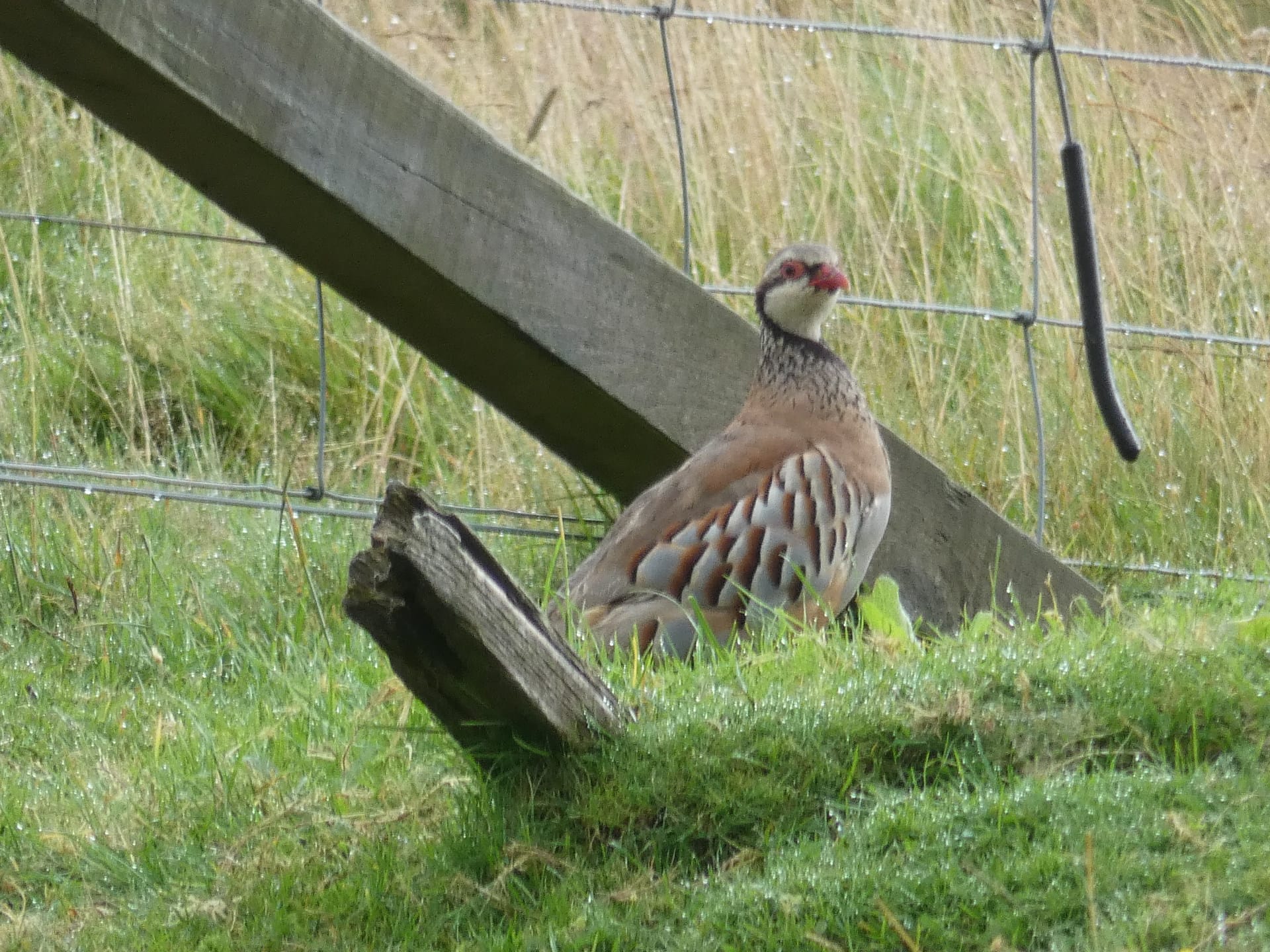 Bonjour Partridge!