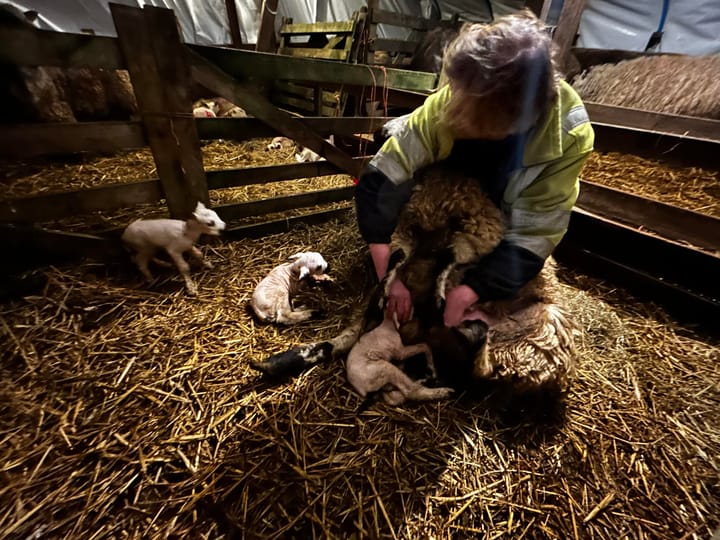 Lambing